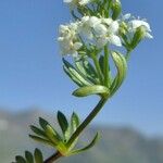 Galium pseudohelveticum その他の提案