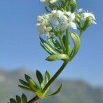 Galium pseudohelveticum Květ