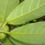 Ficus obtusifolia List
