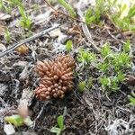 Sedum lanceolatum Foglia