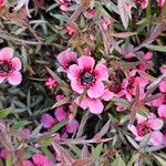 Leptospermum scoparium花