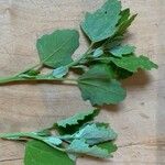 Atriplex rosea Leaf