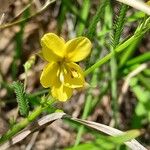 Chamaecrista mimosoides 花