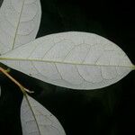Daphnopsis hammelii Лист