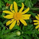 Euryops chrysanthemoides Floro