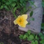 Tulipa sylvestris 花