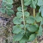 Chelidonium majus Blatt