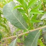 Salix × reichardtii Листок