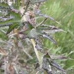 Cirsium palustre 葉