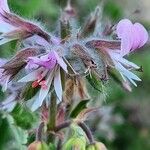 Pelargonium tomentosum Blomma