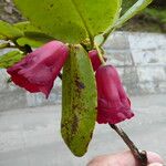 Rhododendron cerasinum Кветка