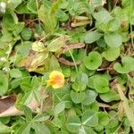Zornia capensis Flower