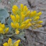 Physaria chambersii Flor