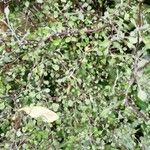 Corokia cotoneaster Folha