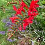 Crocosmia x crocosmiiflora Flor