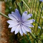 Cichorium spinosum Квітка