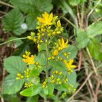 Hypericum hirsutum Агульны выгляд