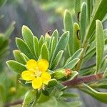 Suriana maritima Flower