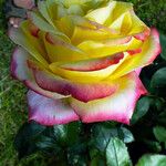 Rosa chinensis Fleur