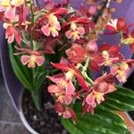 Calanthe discolor पत्ता