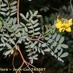 Hippocrepis valentina Muu