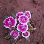 Dianthus chinensis Fleur