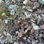 Iberis carnosa Hábito