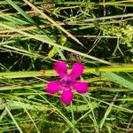 Dianthus deltoidesKvet