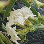 Heliotropium longiflorum Blüte