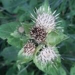 Cirsium oleraceum花