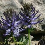 Phyteuma cordatum অন্যান্য