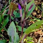 Orychophragmus violaceus Hoja