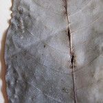 Eriotheca surinamensis अन्य