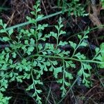 Asplenium cuneifolium Blatt