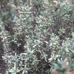 Frankenia corymbosa Hoja