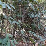 Rothmannia whitfieldii Habit