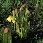 Sarracenia minor आदत