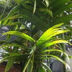 Areca triandra 葉