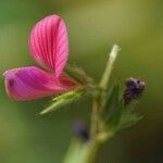 Onobrychis aequidentata Flor