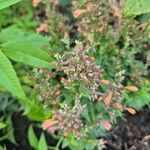 Agastache mexicana Іншае