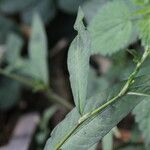 Persicaria mitis Leaf