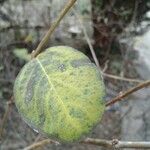 Symphoricarpos orbiculatus Blatt