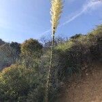 Hesperoyucca whipplei Blüte