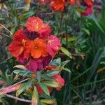 Erysimum × cheiri Floare