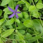 Vinca herbaceaFlower