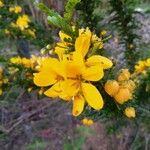 Senna surattensis Floare