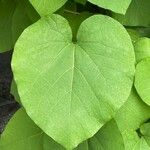 Aristolochia macrophylla Φύλλο