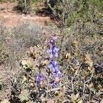 Delphinium scaposum Květ