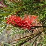 Grevillea tetragonoloba