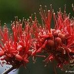 Barnebydendron riedelii Flower